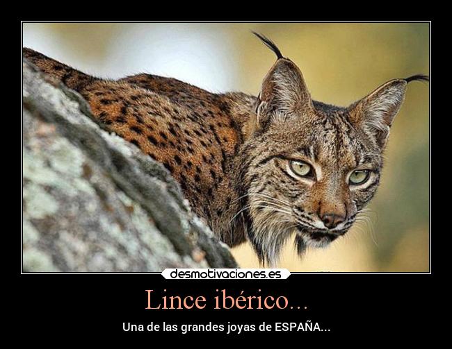Lince ibérico... - 