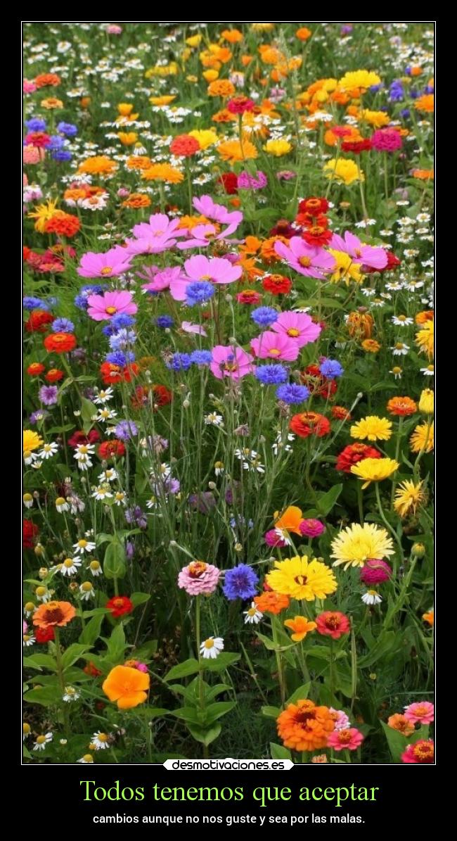 carteles desmotivaciones chopper igbt desmotivaciones