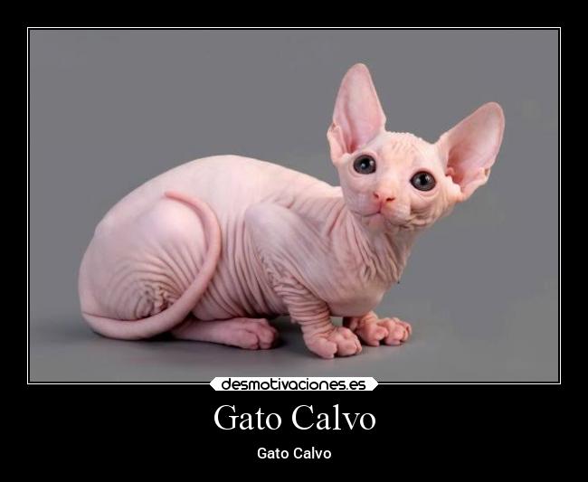 Gato Calvo -