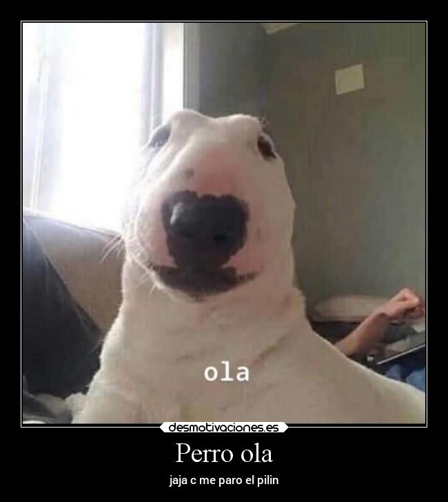 Perro ola - 