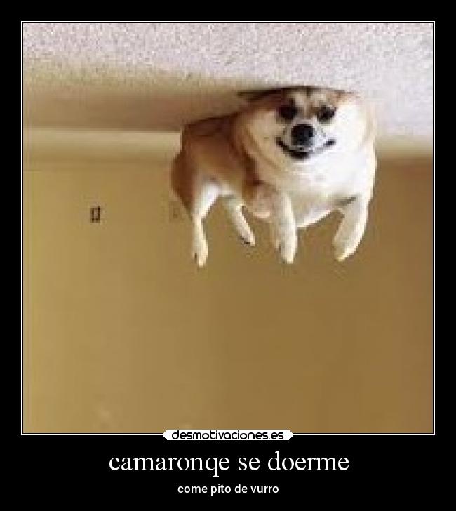 camaronqe se doerme - 