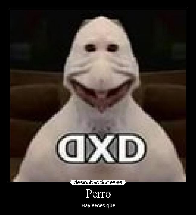 Perro - 