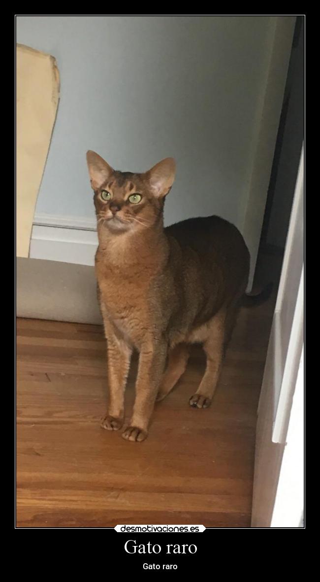 Gato raro - Gato raro