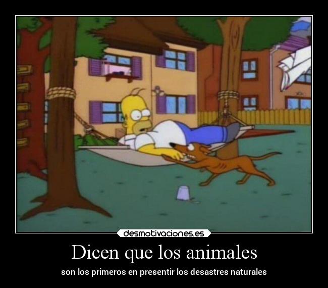 Dicen que los animales - son los primeros en presentir los desastres naturales