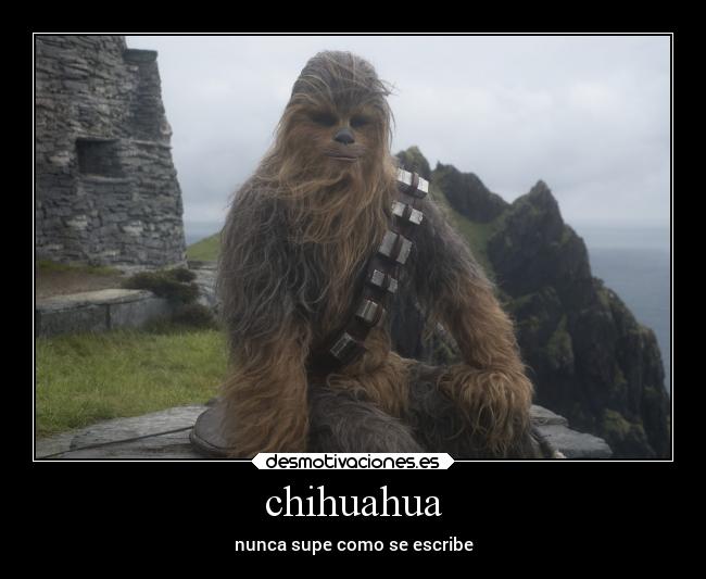 chihuahua - nunca supe como se escribe