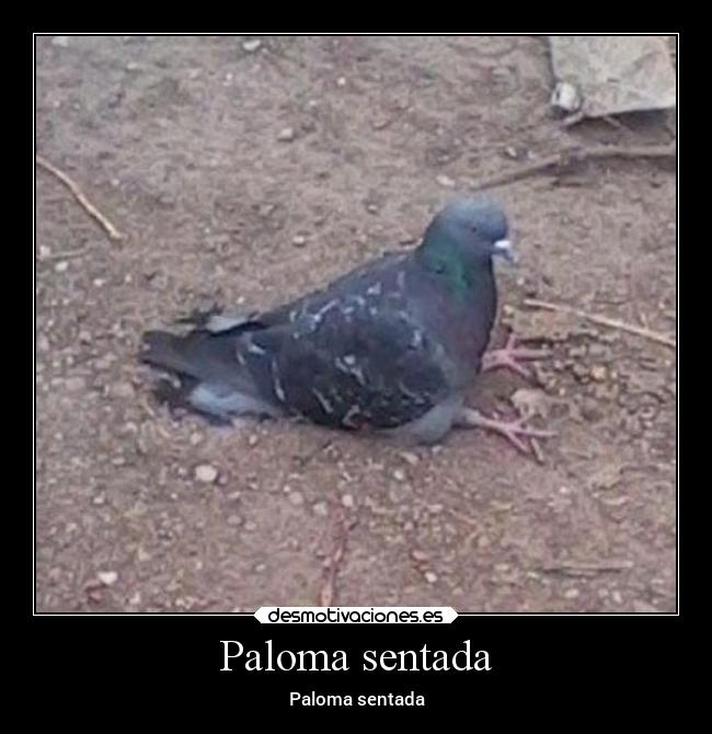 Paloma sentada - 