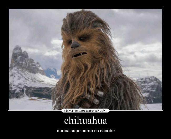 chihuahua - nunca supe como es escribe