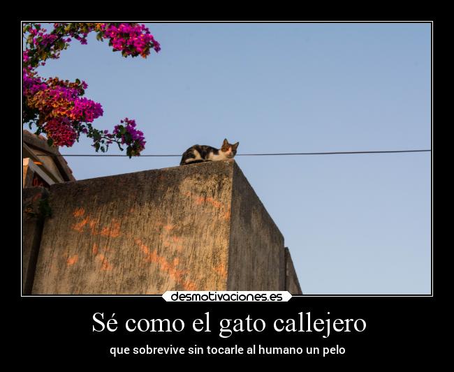 Sé como el gato callejero - que sobrevive sin tocarle al humano un pelo