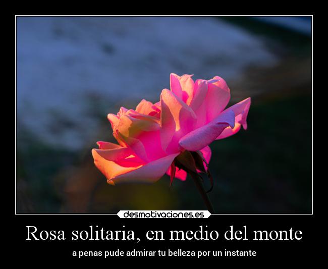 Rosa solitaria, en medio del monte - a penas pude admirar tu belleza por un instante