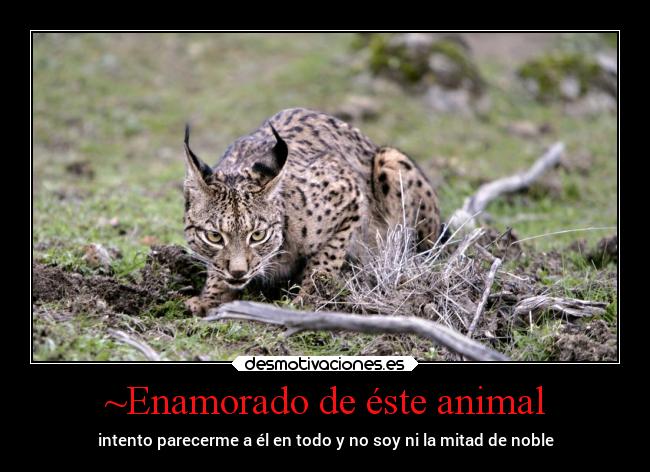 ~Enamorado de éste animal - 