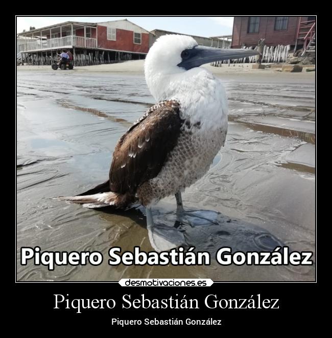 Piquero Sebastián González - Piquero Sebastián González