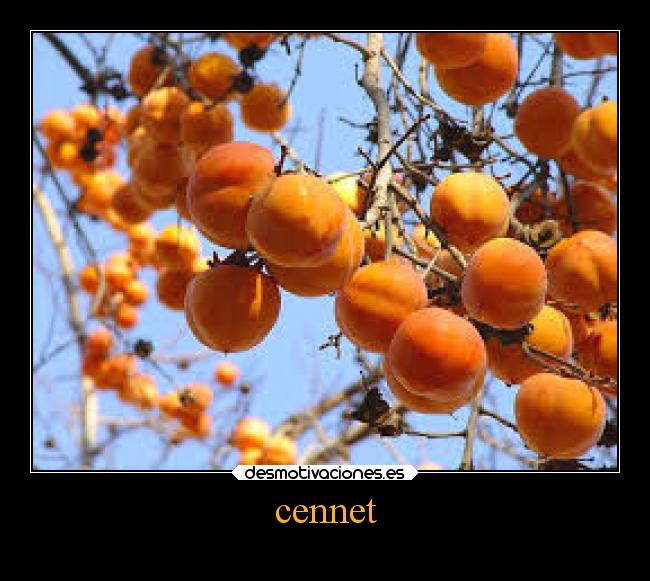 cennet -