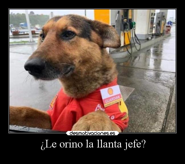 ¿Le orino la llanta jefe? -