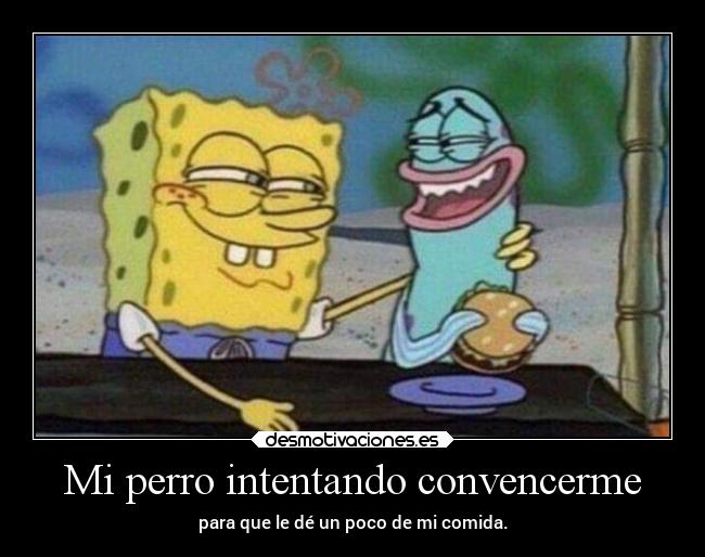 Mi perro intentando convencerme - para que le dé un poco de mi comida.