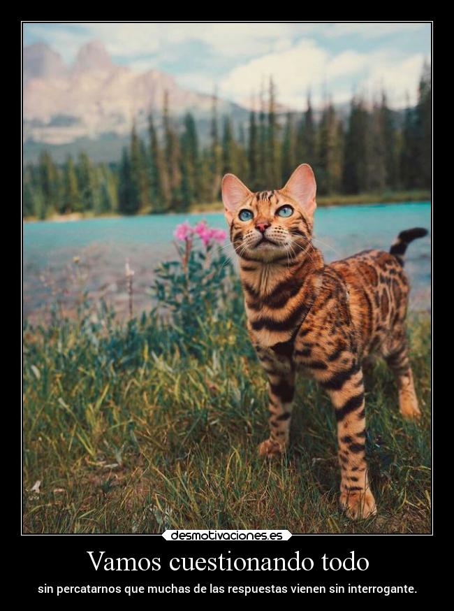 Vamos cuestionando todo - sin percatarnos que muchas de las respuestas vienen sin interrogante.