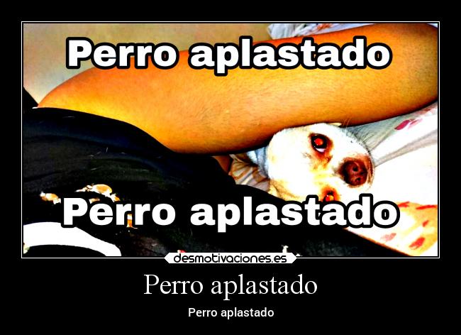 Perro aplastado -