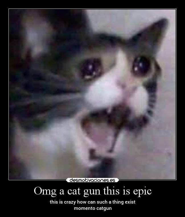 Omg a cat gun this is epic - this is crazy how can such a thing exist
momento catgun