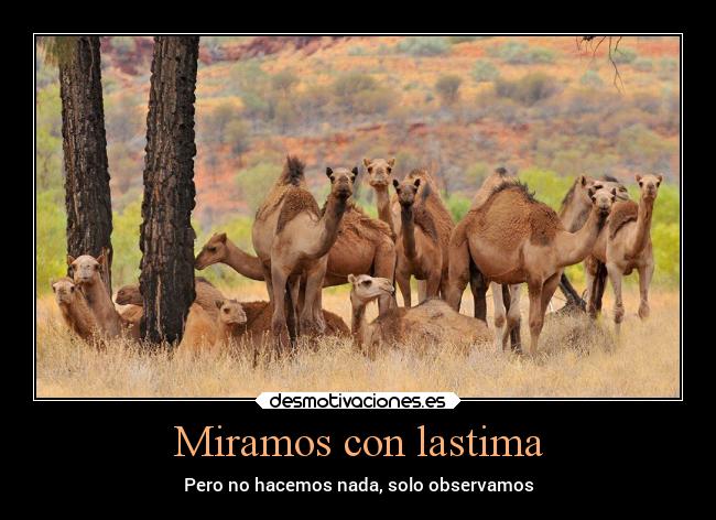 carteles animales lastima empata observar desmotivaciones