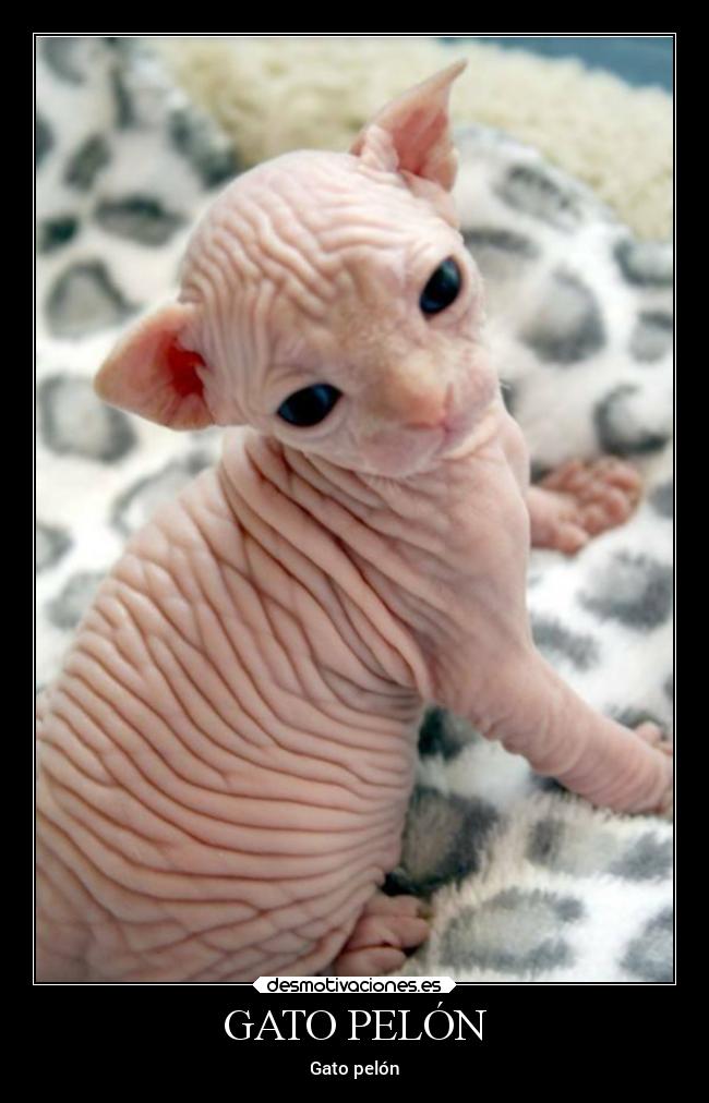 GATO PELÓN -
