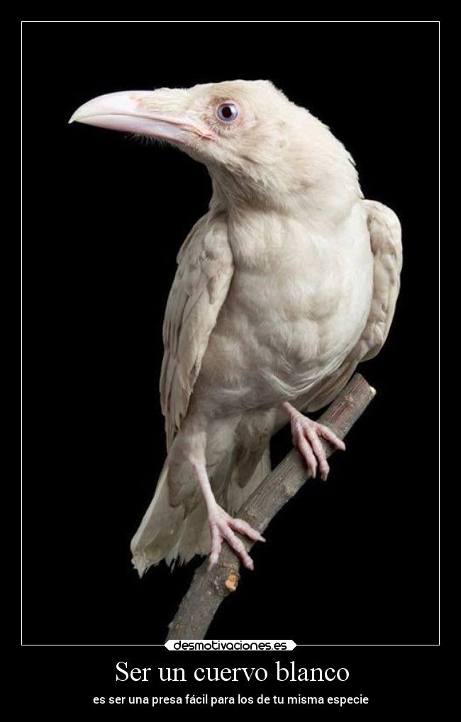 Ser un cuervo blanco -