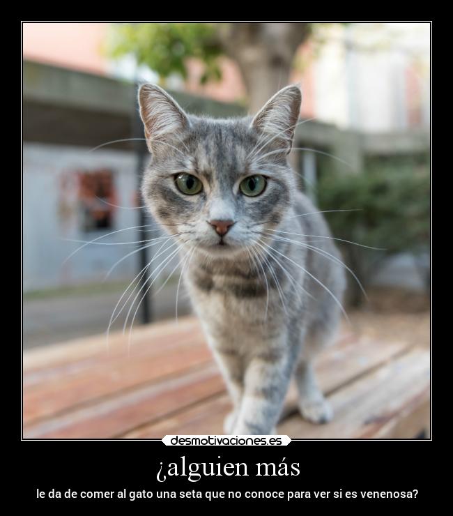 ¿alguien más - le da de comer al gato una seta que no conoce para ver si es venenosa?