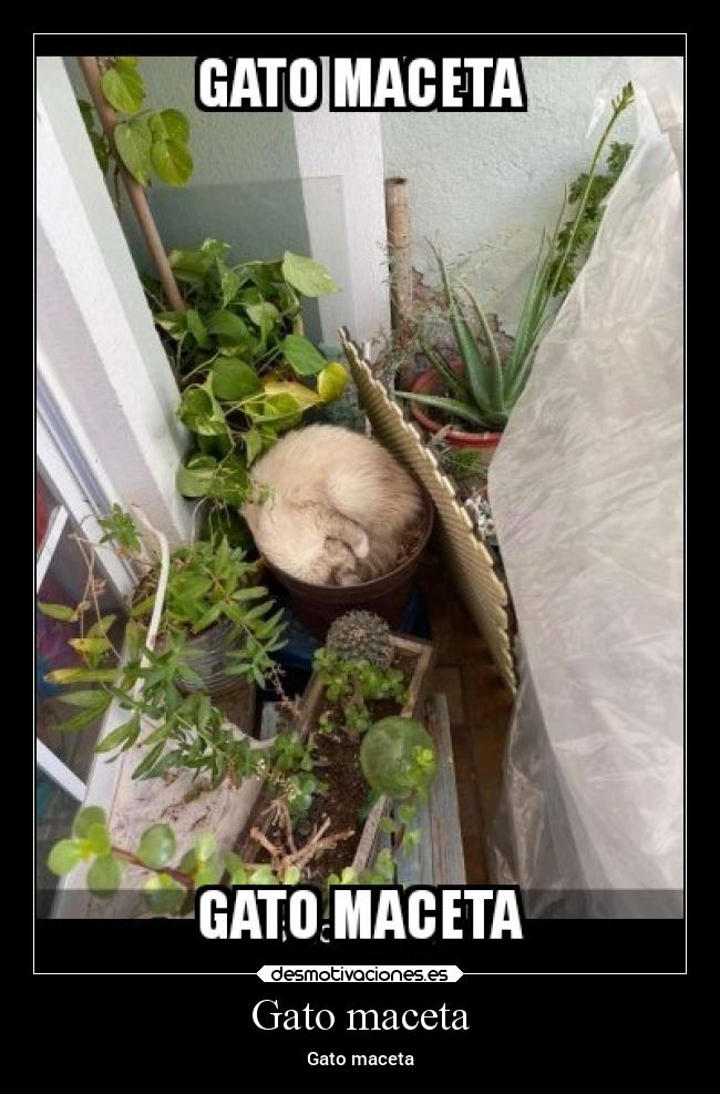 Gato maceta - 