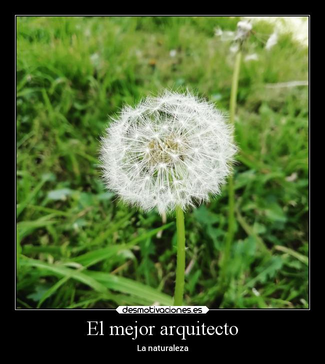 El mejor arquitecto - La naturaleza