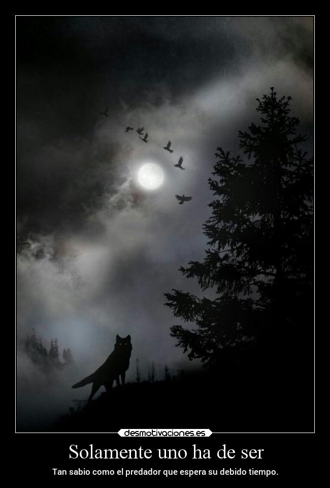 carteles vida predador sabio desmotivaciones