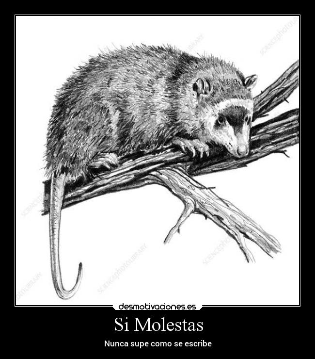 Si Molestas - Nunca supe como se escribe