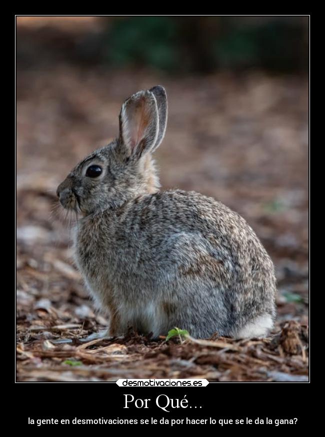 carteles animales desmotivaciones desamor amistad mundosinsentido desmotivaciones