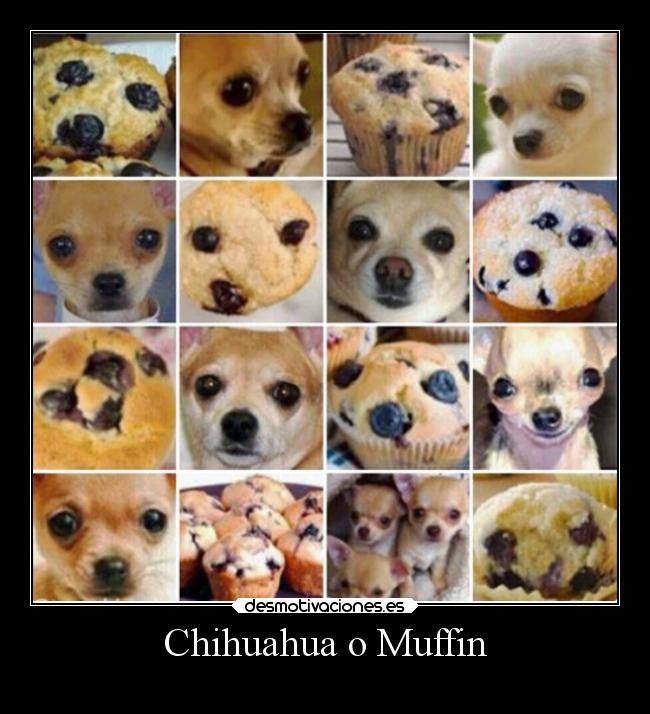 Chihuahua o Muffin - 