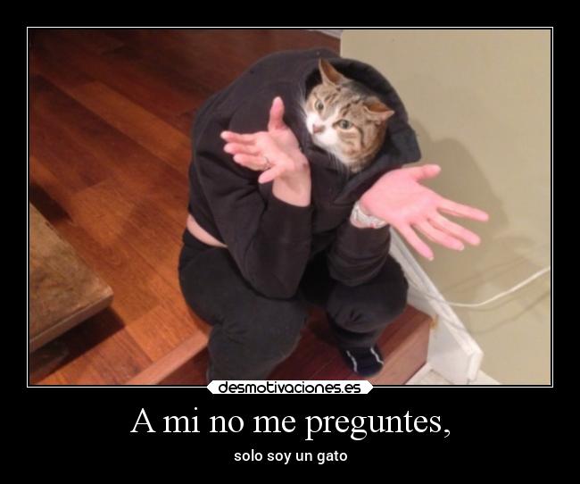 A mi no me preguntes, - solo soy un gato