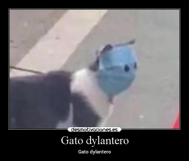 Gato dylantero -