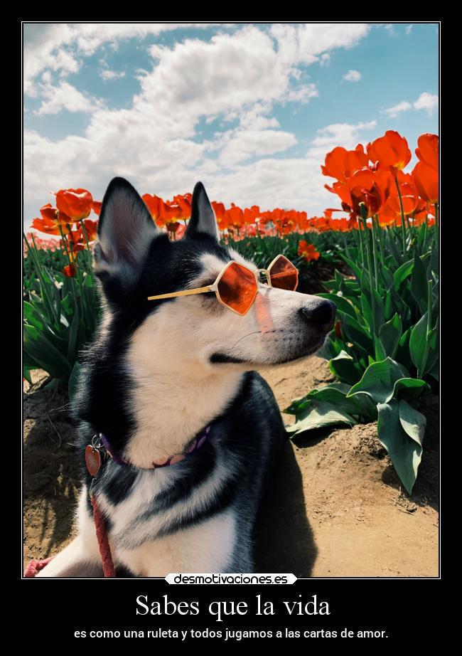 Sabes que la vida -
