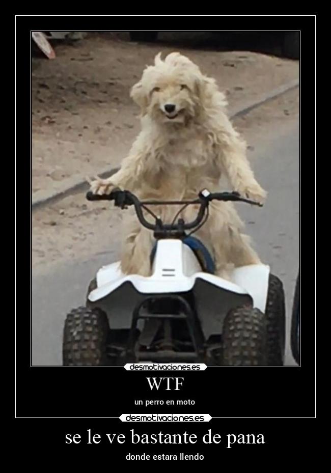 se le ve bastante de pana - donde estara llendo