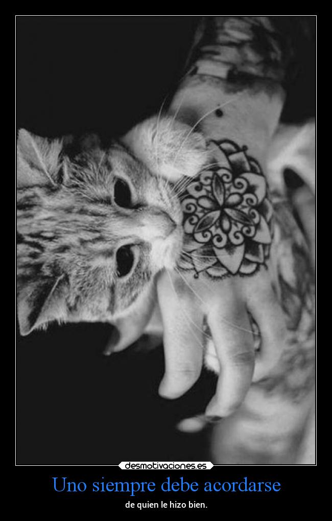 carteles vida elgatito mels desmotivaciones