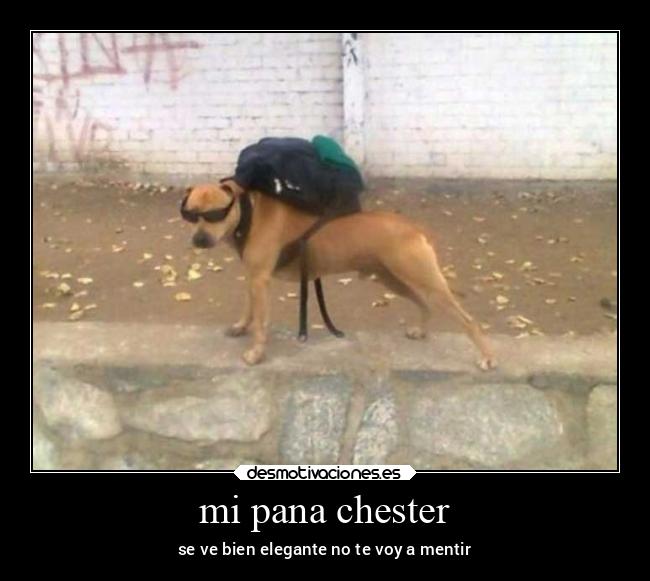 mi pana chester - se ve bien elegante no te voy a mentir