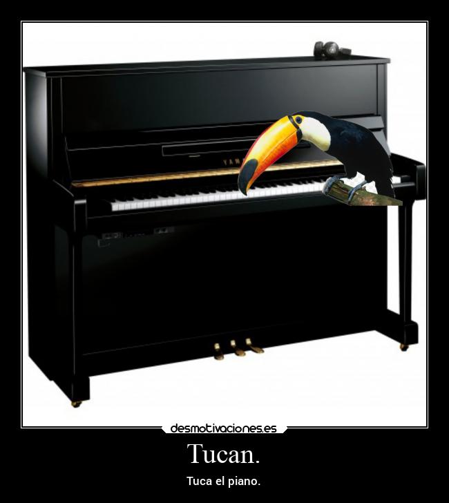 Tucan. - Tuca el piano.