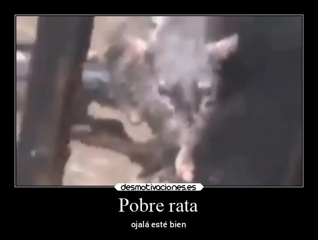 Pobre rata -