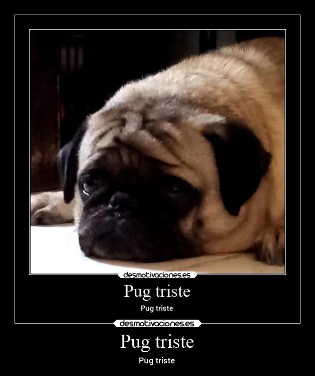 Pug triste - Pug triste