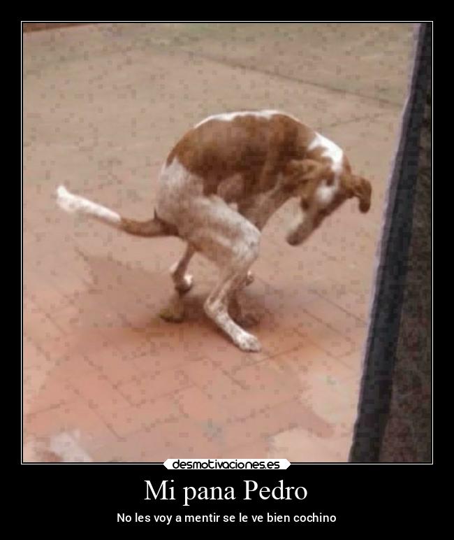Mi pana Pedro - No les voy a mentir se le ve bien cochino