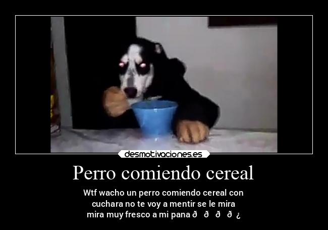 carteles animales perroscerdos desmotivaciones