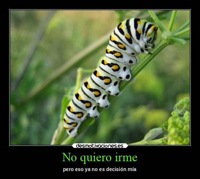 carteles bogota arte desmovivetodavia2020 lasegundacola desmotivaciones