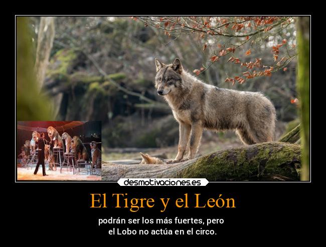 El Tigre y el León - podrán ser los más fuertes, pero
el Lobo no actúa en el circo.