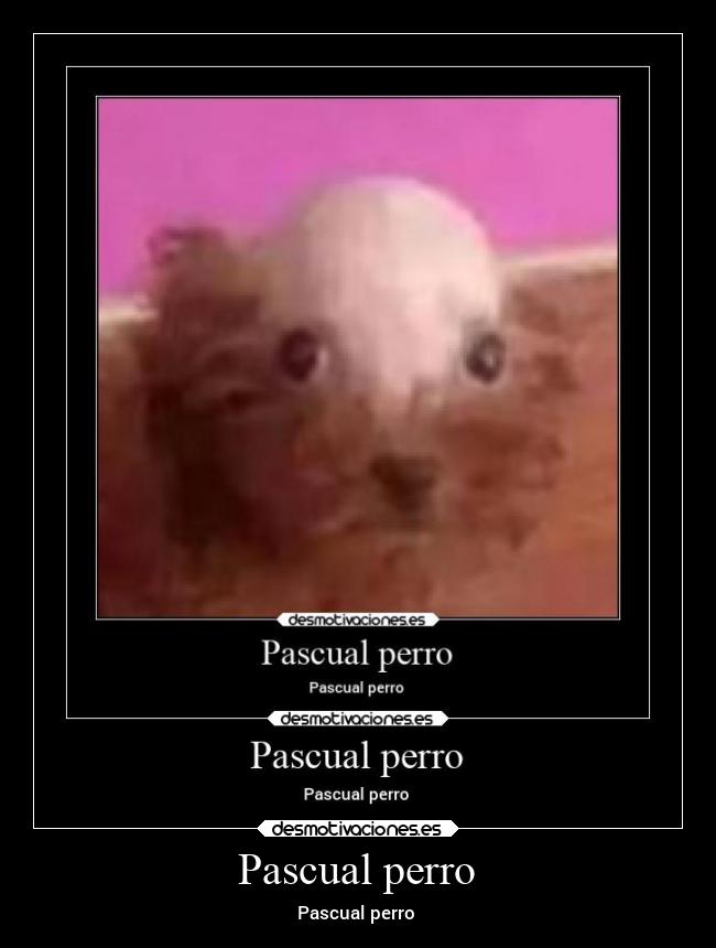 Pascual perro - Pascual perro