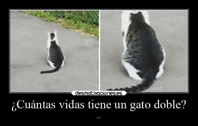 ¿Cuántas vidas tiene un gato doble? - ...