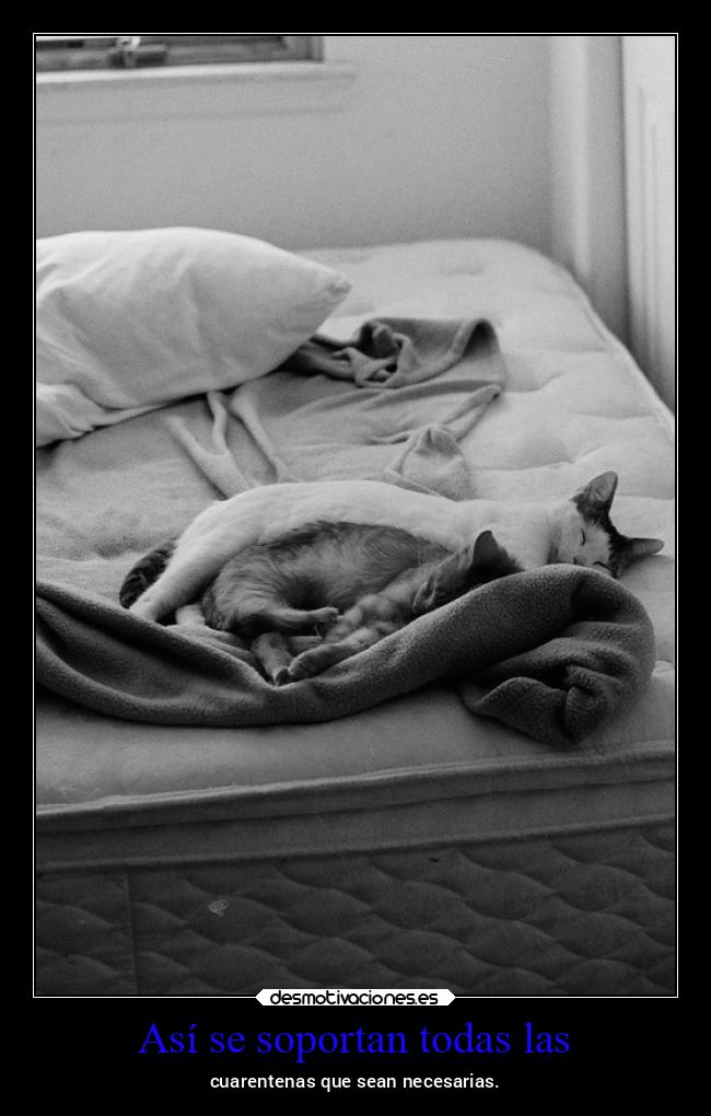 carteles vida conamorsitogatuno mels confinadamierdadevirus desmotivaciones