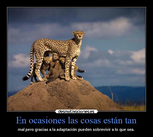En ocasiones las cosas están tan - mal pero gracias a la adaptación pueden sobrevivir a lo que sea.