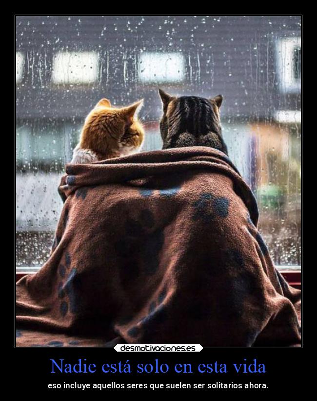 Nadie está solo en esta vida - eso incluye aquellos seres que suelen ser solitarios ahora.