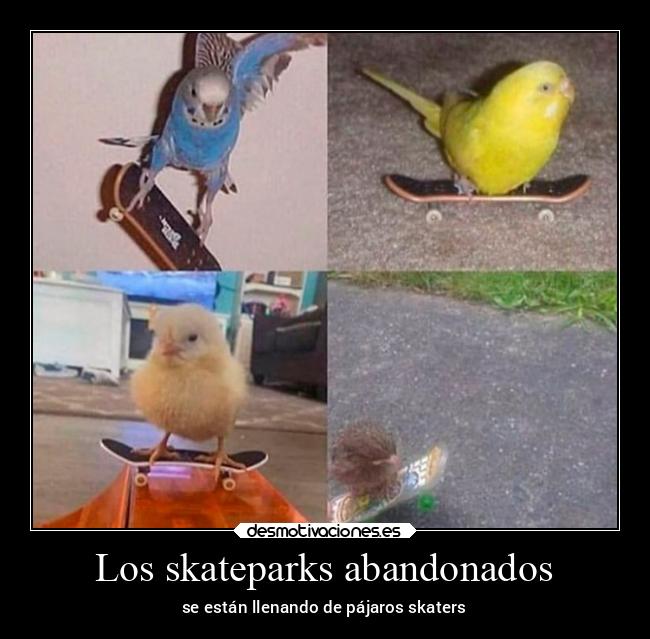 Los skateparks abandonados - se están llenando de pájaros skaters